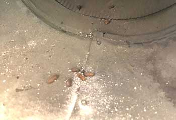Rat Control Project | Attic Cleaning Hollywood, CA
