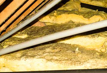 What Causes Mold In Your Attic? | Attic Cleaning Hollywood, CA